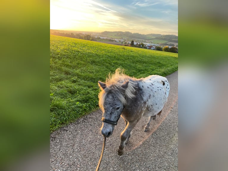 Shetland Ponies Gelding 4 years 10,2 hh Pinto in Aalen