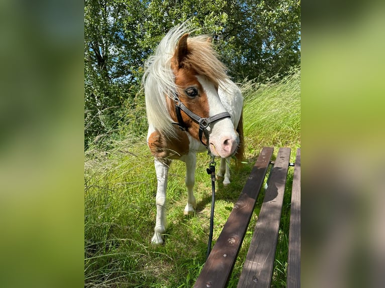 Shetland Ponies Gelding 4 years 10,2 hh Pinto in Wurzbach