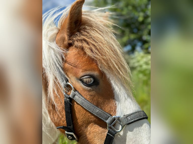 Shetland Ponies Gelding 4 years 10,2 hh Pinto in Wurzbach