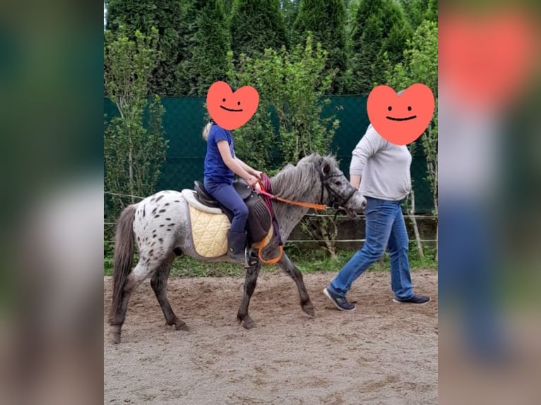 Shetland Ponies Gelding 4 years 10 hh Leopard-Piebald in Strass in Steiermark