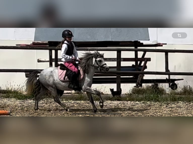 Shetland Ponies Gelding 4 years 11,2 hh Gray in Amstetten