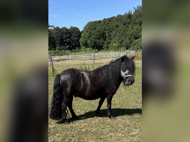 Shetland Ponies Gelding 4 years 11 hh Black in KleveKleve