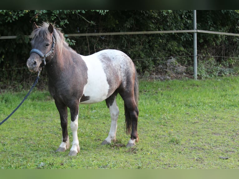 Shetland Ponies Gelding 4 years 11 hh Leopard-Piebald in Lodmannshagen