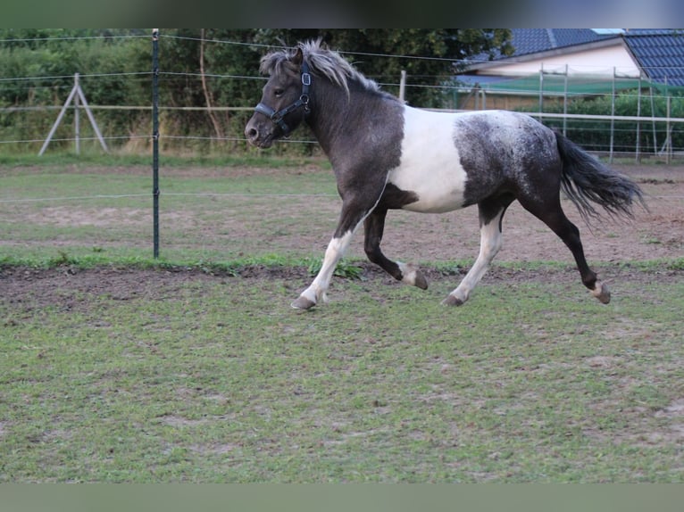 Shetland Ponies Gelding 4 years 11 hh Leopard-Piebald in Lodmannshagen