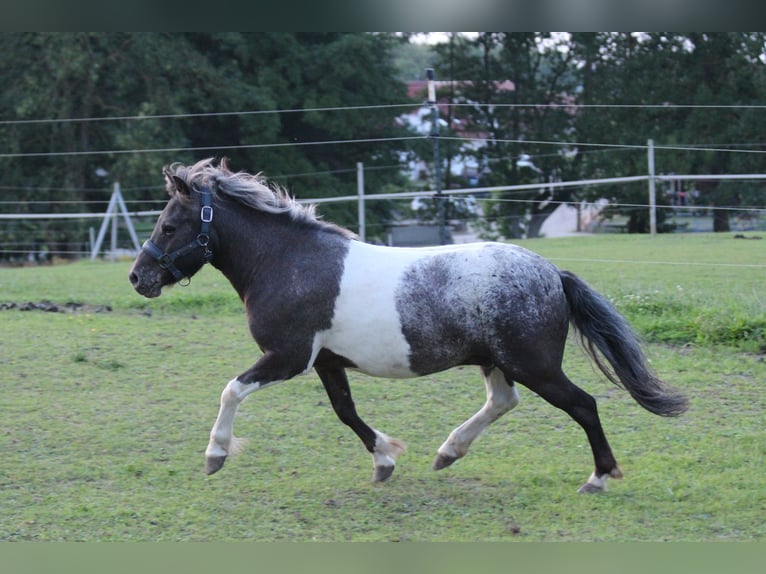 Shetland Ponies Gelding 4 years 11 hh Leopard-Piebald in Lodmannshagen