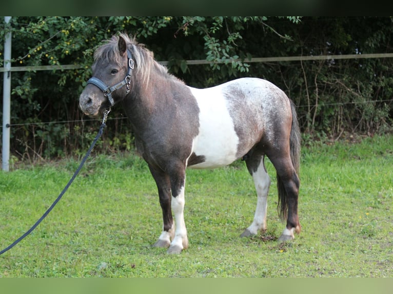 Shetland Ponies Gelding 4 years 11 hh Leopard-Piebald in Lodmannshagen