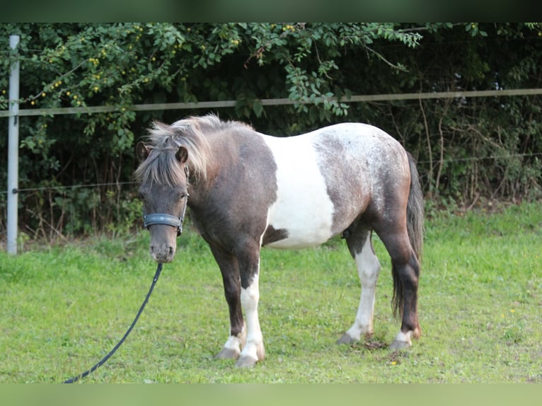 Shetland Ponies Gelding 4 years 11 hh Leopard-Piebald in Lodmannshagen