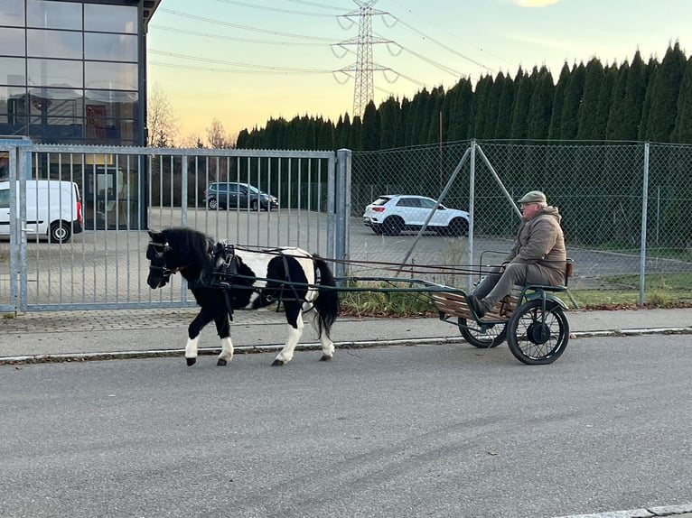 Shetland Ponies Gelding 4 years 11 hh Pinto in Riedlingen