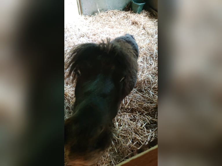 Shetland Ponies Gelding 4 years 7.2 hh Leopard-Piebald in Oberehe