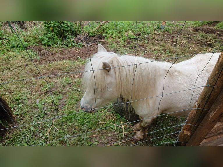 Shetland Ponies Gelding 4 years 8.2 hh Leopard-Piebald in Oberehe