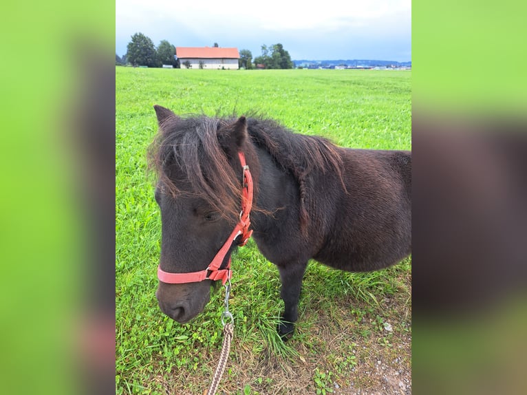 Shetland Ponies Gelding 4 years 8,3 hh Bay-Dark in Dietmannsried