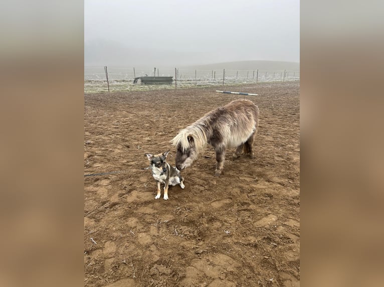 Shetland Ponies Gelding 4 years 8 hh Dun in D&#xF6;llen