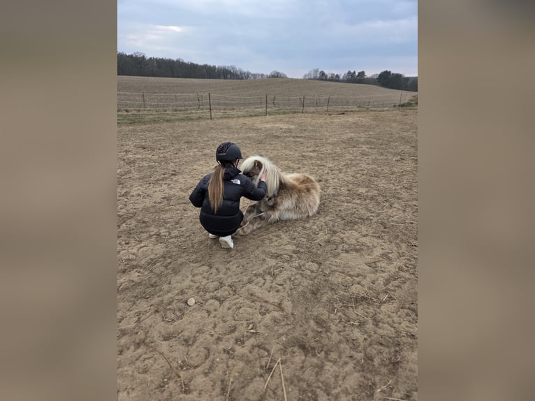 Shetland Ponies Gelding 4 years 8 hh Dun in D&#xF6;llen