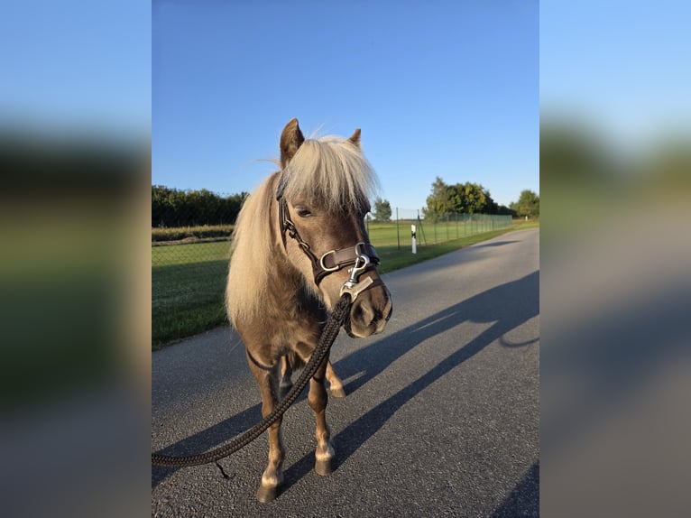 Shetland Ponies Gelding 4 years 8 hh Dun in D&#xF6;llen
