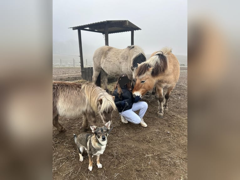 Shetland Ponies Gelding 4 years 8 hh Dun in D&#xF6;llen