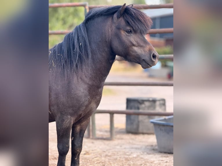 Shetland Ponies Gelding 4 years 9.1 hh Black in Issum