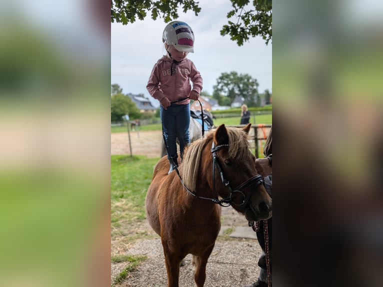 Shetland Ponies Gelding 4 years 9,2 hh Chestnut-Red in Sitzensen