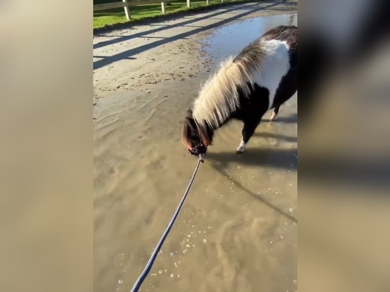 Shetland Ponies Gelding 4 years 9,2 hh in Jever