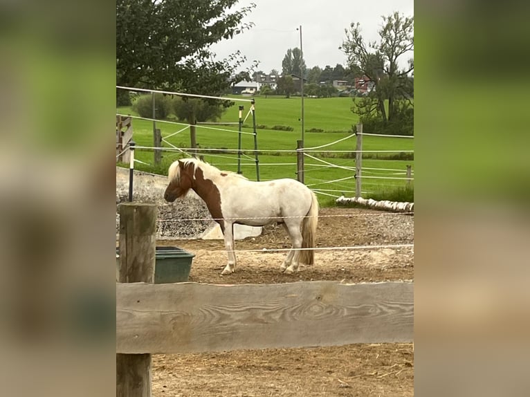 Shetland Ponies Gelding 4 years 9,1 hh Pinto in Wolfegg