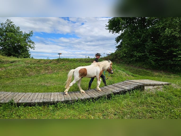 Shetland Ponies Gelding 4 years 9,1 hh Pinto in Wolfegg