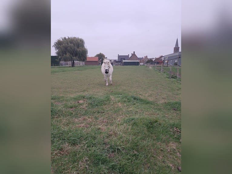 Shetland Ponies Gelding 4 years 9,1 hh White in Kruisland