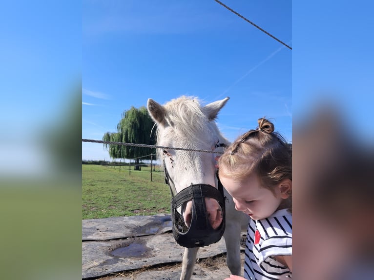 Shetland Ponies Gelding 4 years 9,1 hh White in Kruisland