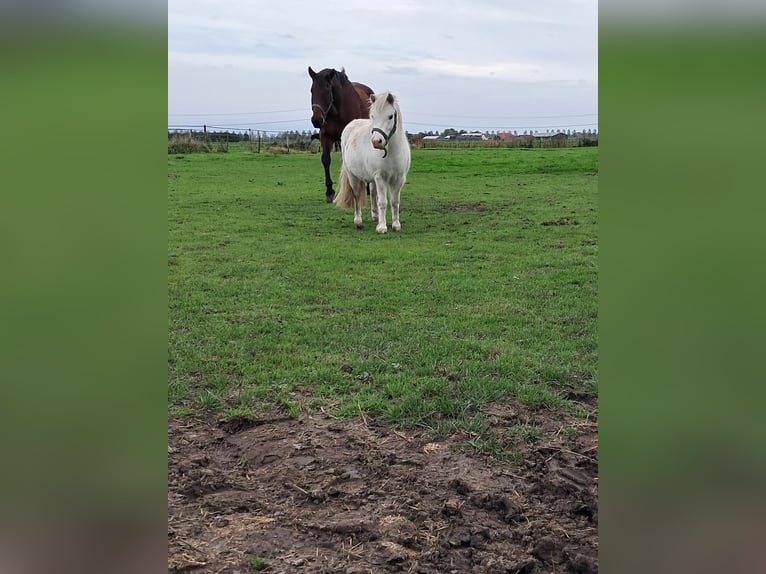 Shetland Ponies Gelding 4 years 9,1 hh White in Kruisland
