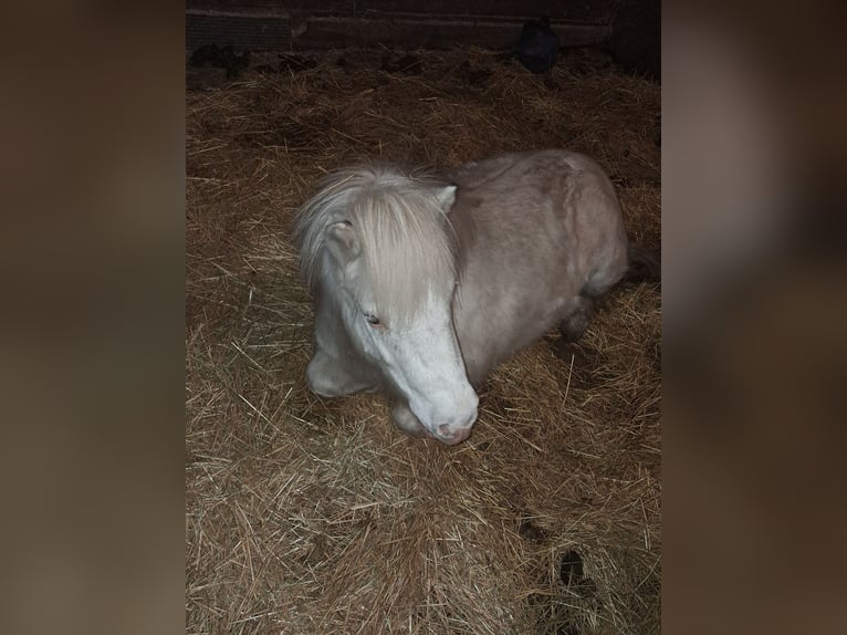 Shetland Ponies Gelding 4 years 9,1 hh White in Kruisland