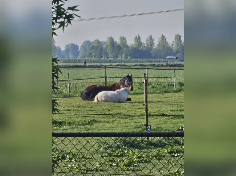 Shetland Ponies Gelding 4 years 9,1 hh White in Kruisland