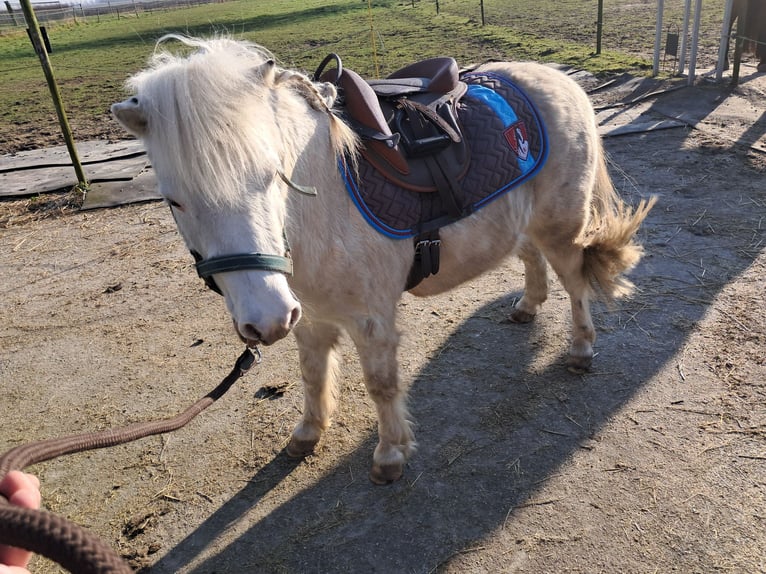 Shetland Ponies Gelding 4 years 9,1 hh White in Kruisland