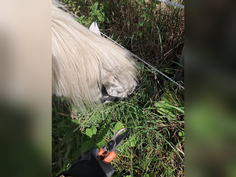 Shetland Ponies Gelding 4 years 9,1 hh White in Kruisland