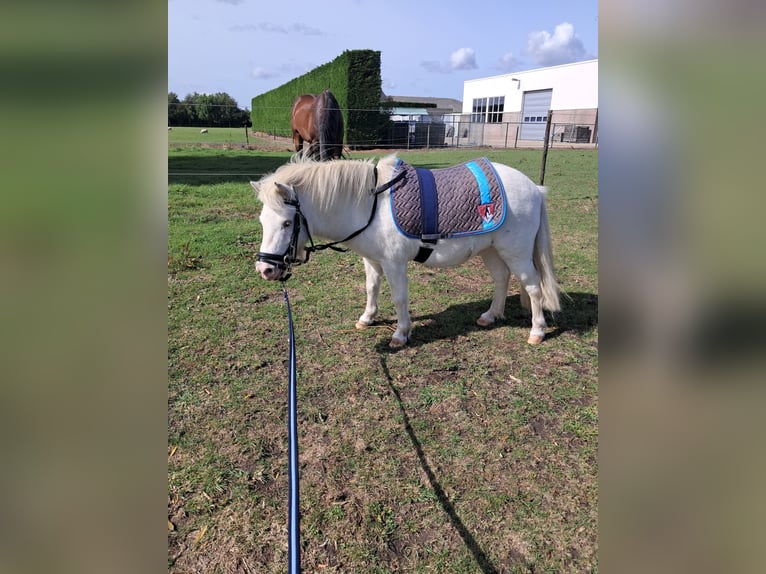 Shetland Ponies Gelding 4 years 9,1 hh White in Kruisland