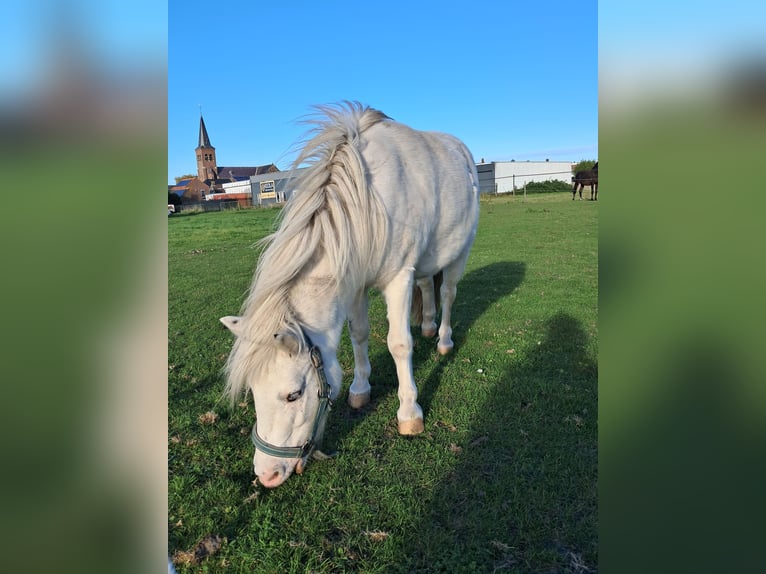 Shetland Ponies Gelding 4 years 9,1 hh White in Kruisland