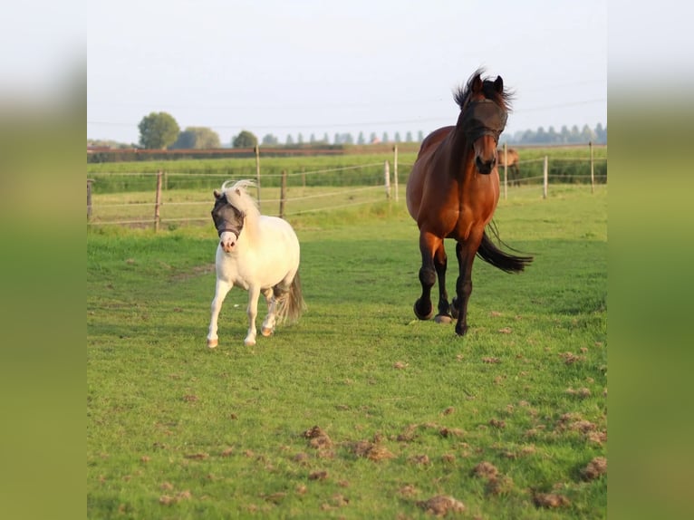 Shetland Ponies Gelding 4 years 9,1 hh White in Kruisland
