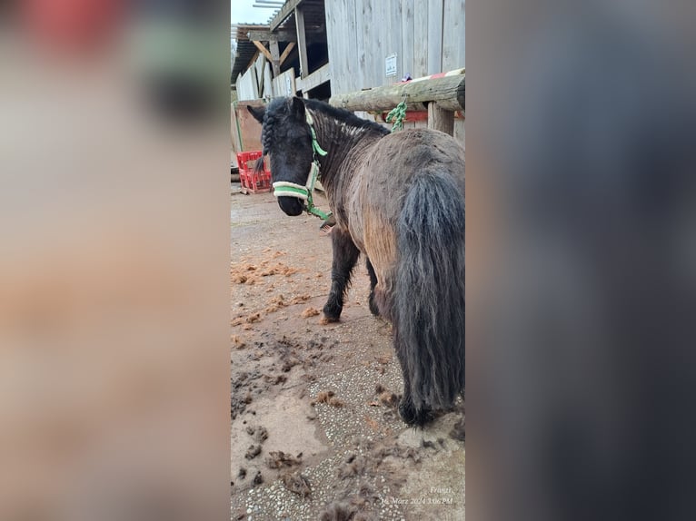 Shetland Ponies Gelding 4 years 9,2 hh Black in Langenfeld