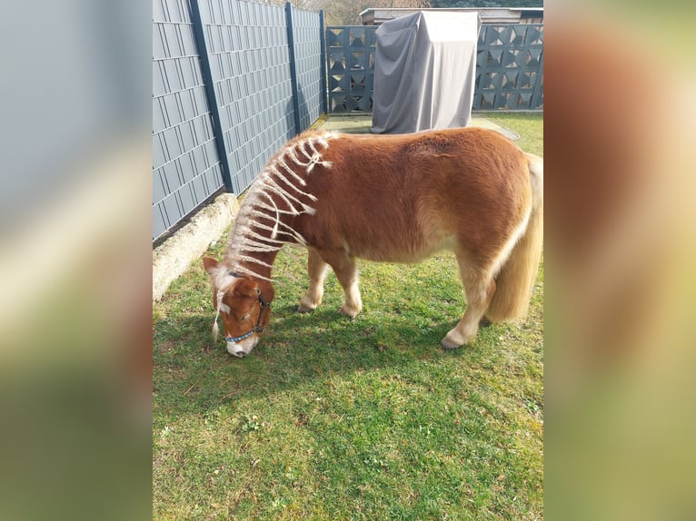 Shetland Ponies Gelding 4 years 9,2 hh Chestnut in Anderbeck