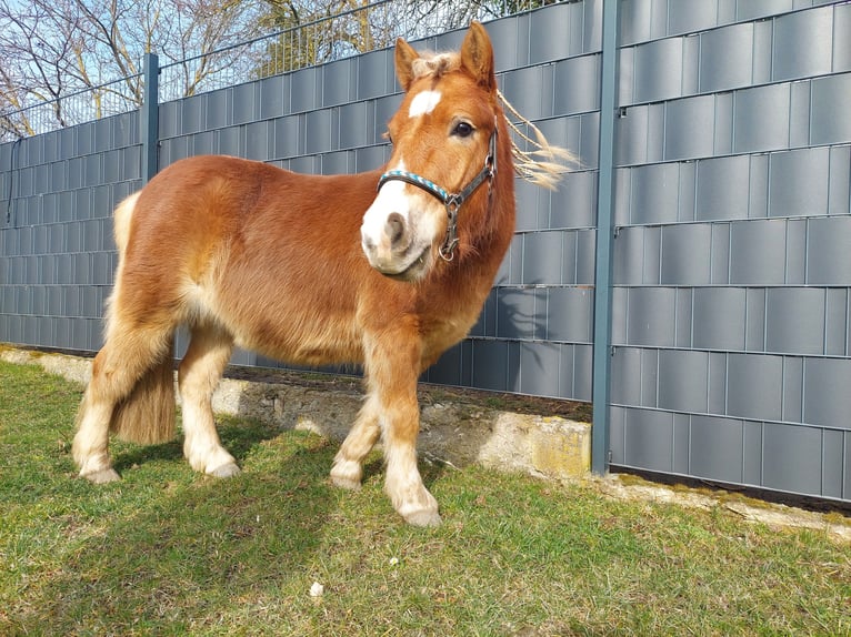 Shetland Ponies Gelding 4 years 9,2 hh Chestnut in Anderbeck