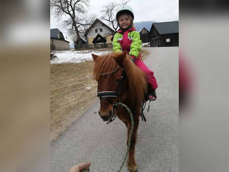 Shetland Ponies Gelding 4 years 9,2 hh Chestnut-Red in Rottenmann Shetland Ponies Gelding 4 years 9,2 hh Chestnut-Red in Rottenmann