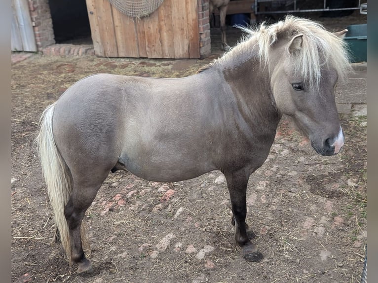 Shetland Ponies Gelding 4 years 9,2 hh Dun in Thalwinkel