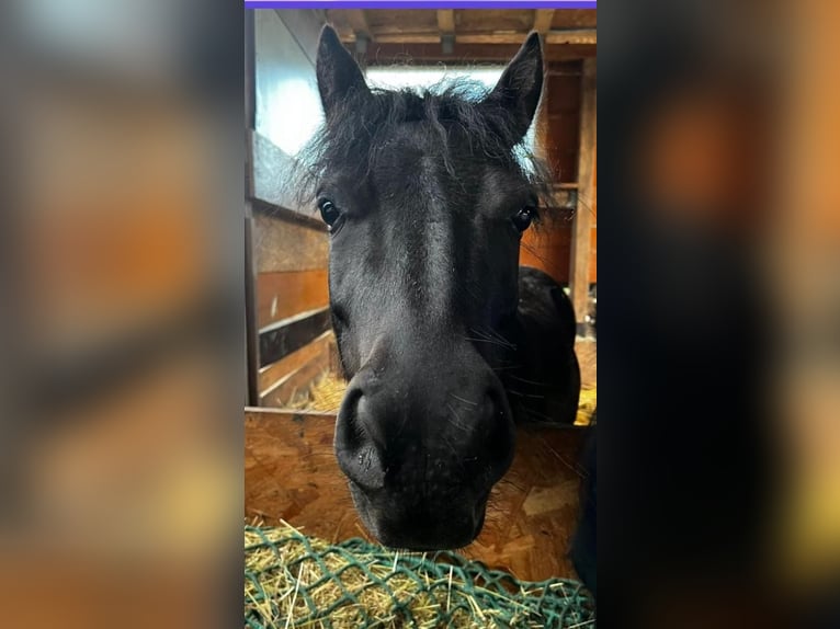 Shetland Ponies Gelding 4 years 9,2 hh in Wei&#xDF;enfels