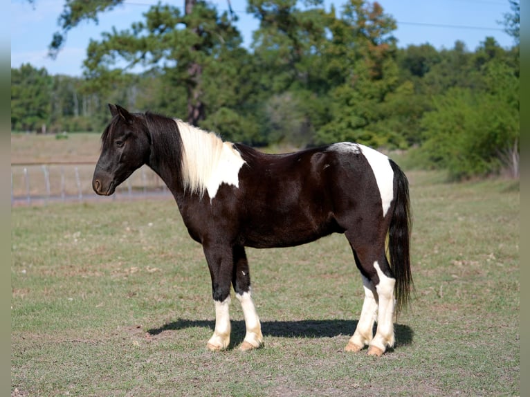 Shetland Ponies Gelding 4 years Pinto in Bloomburg