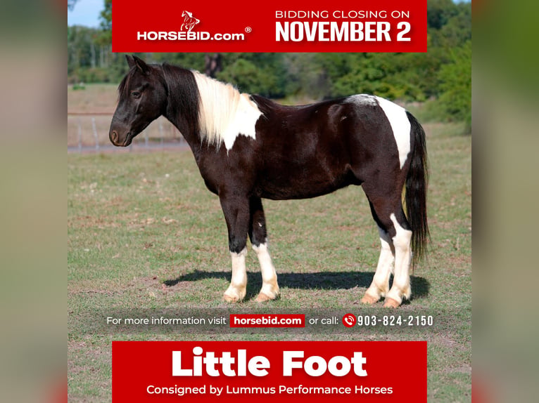 Shetland Ponies Gelding 4 years Pinto in Bloomburg