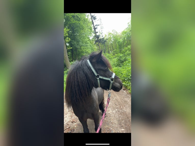 Shetland Ponies Gelding 5 years 10.1 hh Black in Ascheberg