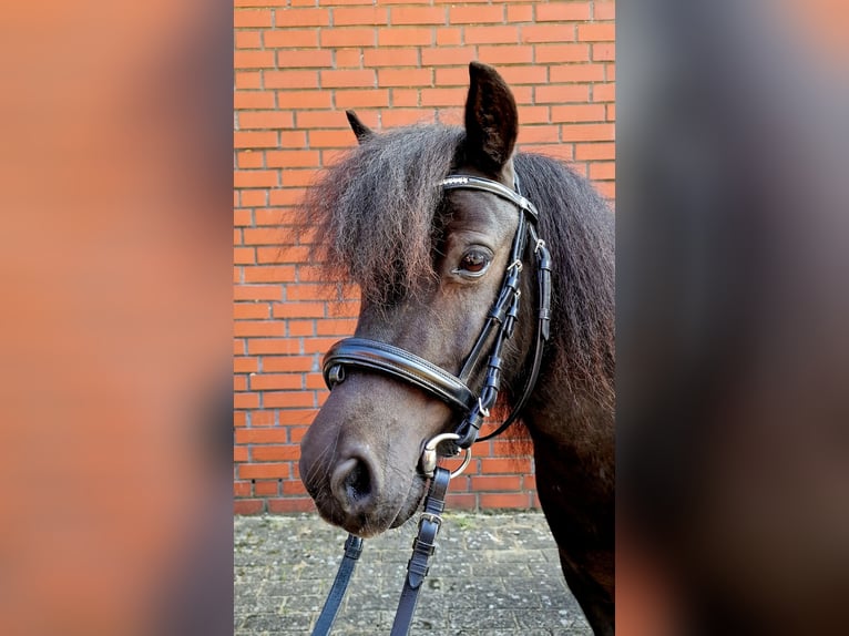 Shetland Ponies Gelding 5 years 10 hh Black in Surwold