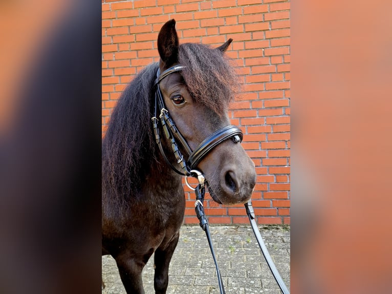Shetland Ponies Gelding 5 years 10 hh Black in Surwold