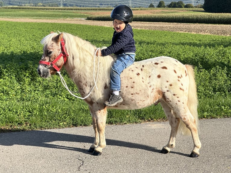 Shetland Ponies Gelding 5 years 10 hh Leopard-Piebald in Riedlingen
