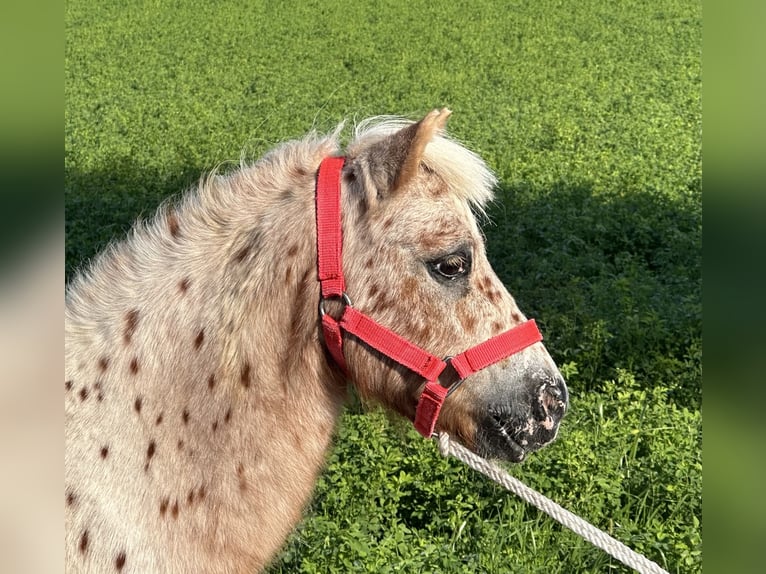 Shetland Ponies Gelding 5 years 10 hh Leopard-Piebald in Riedlingen