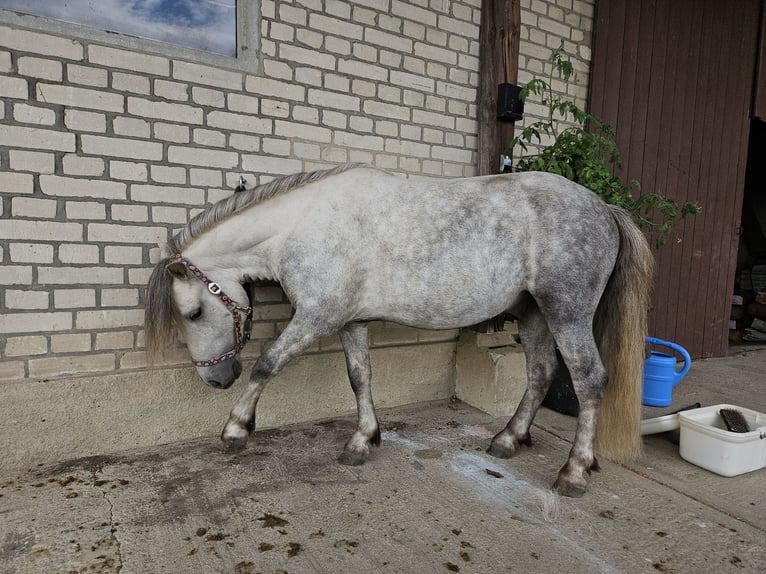 Shetland Ponies Gelding 5 years 10,1 hh in Wriedel