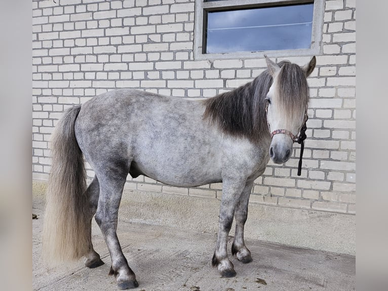Shetland Ponies Gelding 5 years 10,1 hh in Wriedel