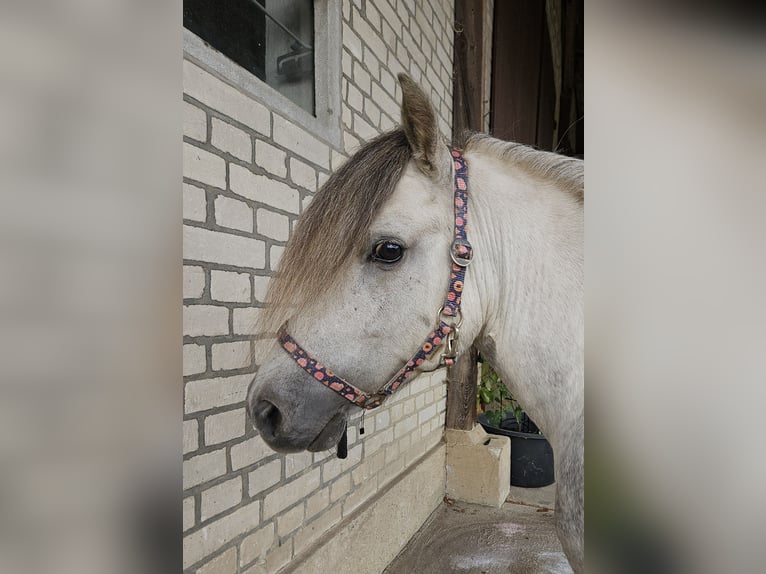 Shetland Ponies Gelding 5 years 10,1 hh in Wriedel